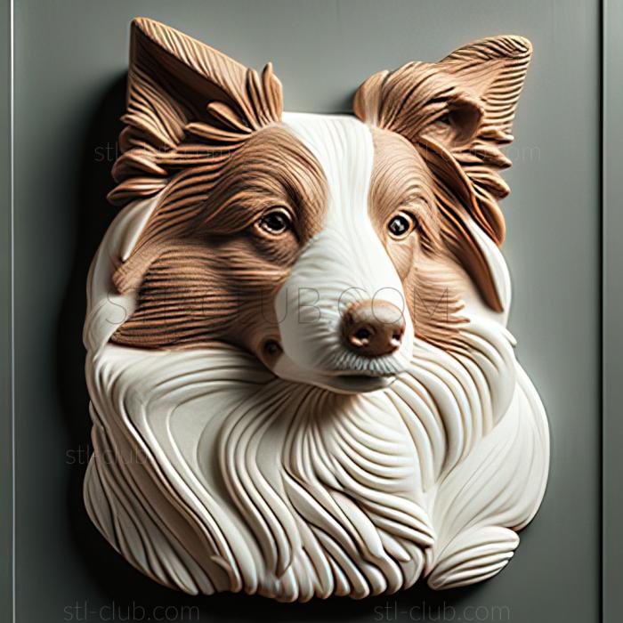 st Sheltie dog